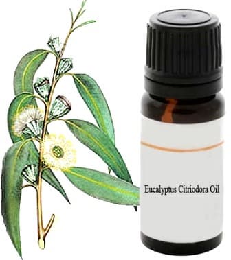 Eucalyptus citriodora essential oil